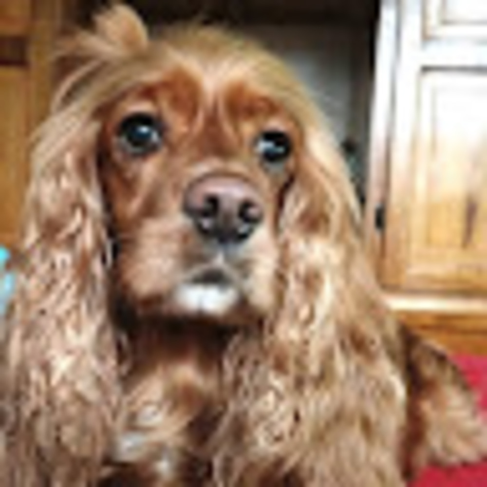 Meet your Posher, Wilson